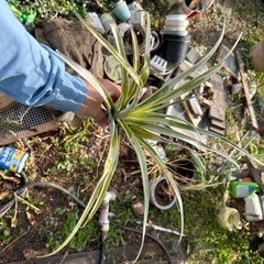 エアープランツ　チランジア　観葉植物