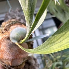 ベイチー　ビカクシダ　観葉植物