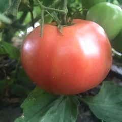 農家直売🍅夏野菜🍆単品100円から🫑いんげん、完熟トマト、茄子、...