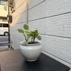 観葉植物　多肉系　ぺぺロミア