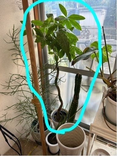 パキラ　観葉植物　斑入り
