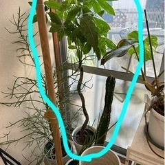 パキラ　観葉植物　斑入り