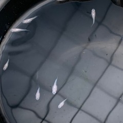 白光ショートボディ　稚魚10匹