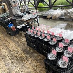 🐟激安メダカ対面販売🐟8月5日8月6日🐟埼玉県北本市桜国屋🐟