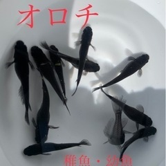 オロチメダカ　幼魚、若魚サイズ15匹　¥1000