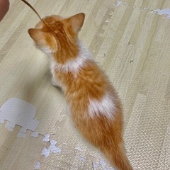 子猫の里親さんを募集します。