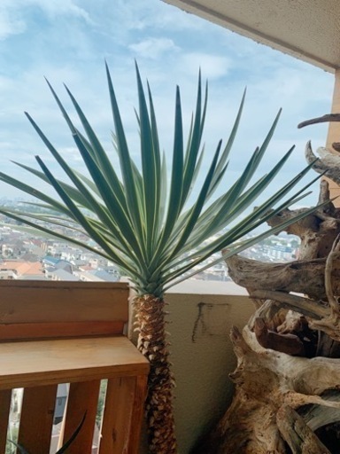 ユッカ　超大型 150cmオーバー ユッカ 超大型 150cmオーバー