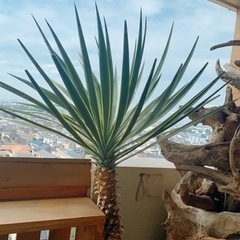 ユッカ 約1.5メートル ユッカ 超大型 150cmオーバー