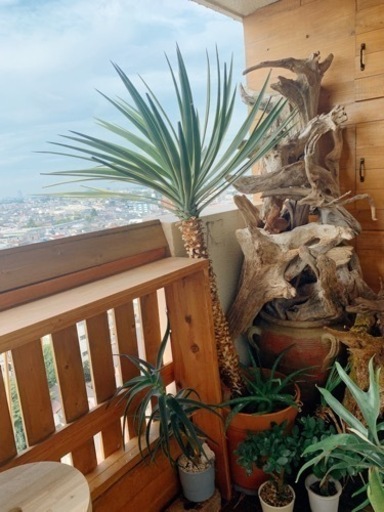 ユッカ 超大型 150cmオーバー