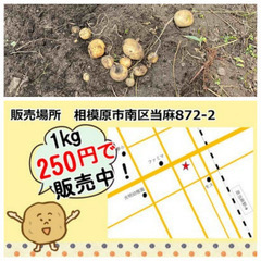 【販売中】じゃがいも　1Kg　250円【原当麻】