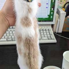 かわいい白猫　ミルクくん − 福岡県