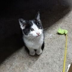 【里親決まりました】生後1～2カ月のかわいい子猫を育てて下さい。