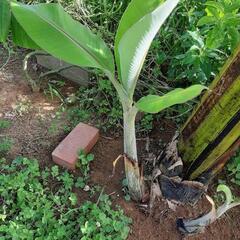無農薬 バナナ苗