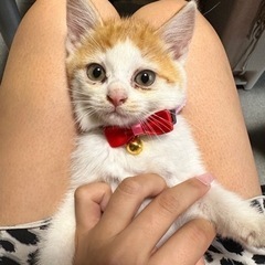 検討中の方1組。生後1ヶ月前後の子猫の飼い主募集中です。仮名パッチ