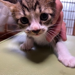 【急募】🌟子猫🌟　5月生まれ　2ヶ月