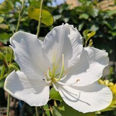 バウヒニア白苗（ホワイトオーキッドツリー）珍しい白花ソシンカ