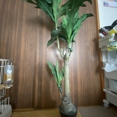 観葉植物　IKEA 受け渡し決まりました