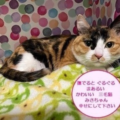 ぬいぐるみみたいな柄の三毛猫