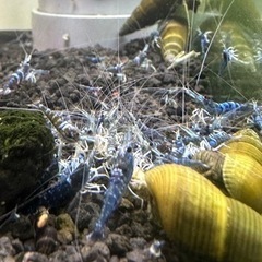 スラウェシシュリンプの中古が安い！激安で譲ります・無料であげます  