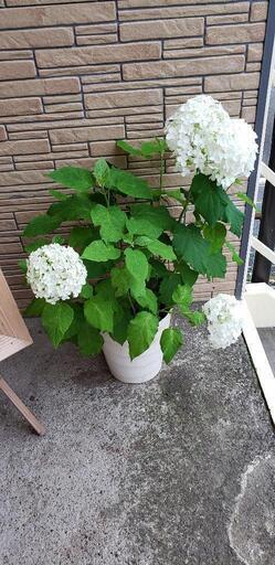 紫陽花アナベル　今はグリーン色に変色してます。