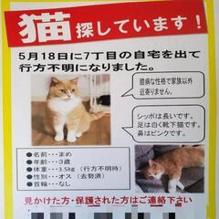 猫探しています！！