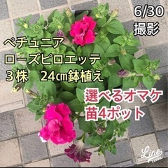 ペチュニア　ローズピルエット　3株24㎝鉢植え　選べるおまけポット苗4