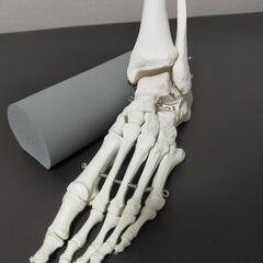 美品　足の骨モデル，脛骨・腓骨付，ワイヤーつなぎ 