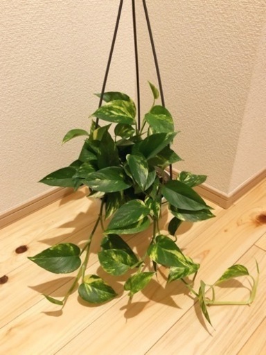 観葉植物　ゴールデン・ポトス　50cm　7号の吊り下げ鉢付き
