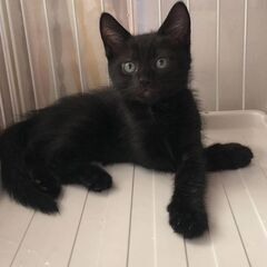 甘えっ子の黒猫、3ヶ月の男の子