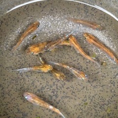 菊銀紅玉　幼魚　10匹　230701