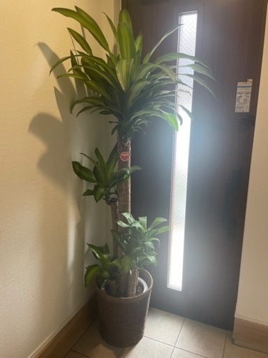 観葉植物　幸福の樹