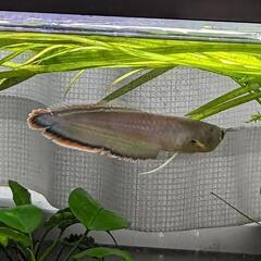 ブラックアロワナ　