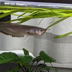 ブラックアロワナ　