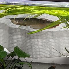 ブラックアロワナ　