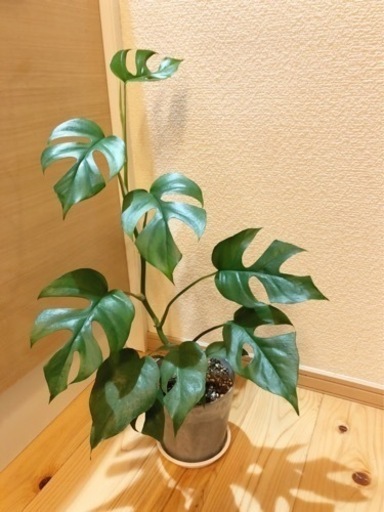 観葉植物　ヒメモンステラ　55cm　おしゃれな4号の鉢と受け皿付き