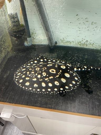 引き取り　4匹　ダイヤモンドポルカ