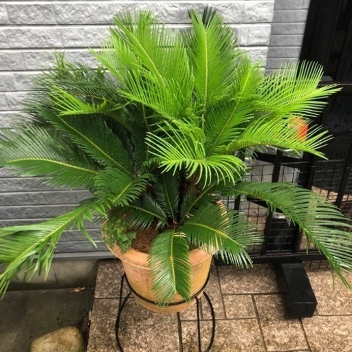 そてつ  の  苗  売ります