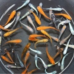 【メダカ各種🐟有精卵・針子・稚魚🐟】　10円〜