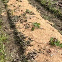 野菜作り初心者です。