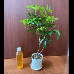 《お話中》【観葉植物】梛：ナギ 60cm 