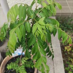 カレーリーフ　Curry leaf  1枝100円