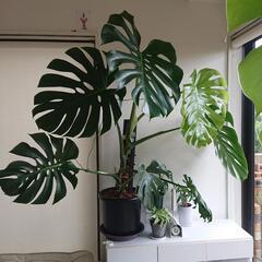 引き取り限定 モンステラ デリシオーサ 幹立ち 大株 引き取り限定 モンステラ デリシオーサ 幹立ち 大株