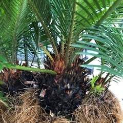 そてつ  の  苗  売ります