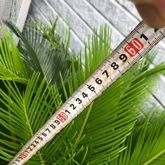 そてつ  の  苗  売ります