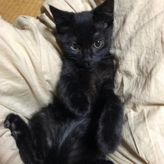 2ヶ月の黒子猫ちゃん女の子 - 太宰府市