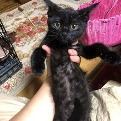 2ヶ月の黒子猫ちゃん女の子