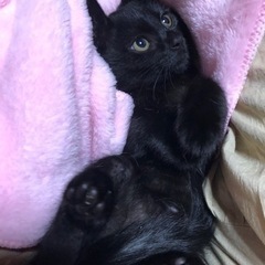 2ヶ月の黒子猫ちゃん女の子 - 猫