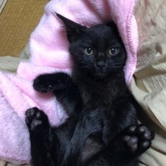 2ヶ月の黒子猫ちゃん女の子 − 福岡県