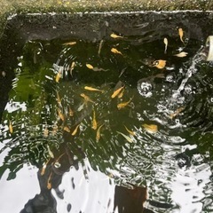 メダカ　鮒　どじょう　水草