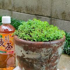 コルシカミント⑨番 鉢植え